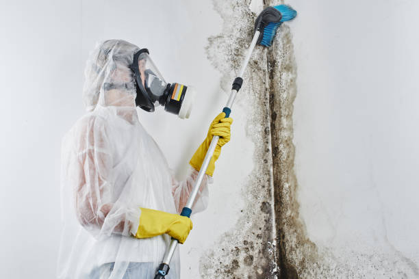 Best Mold Testing  in Otsego, MN