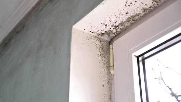 Best Black Mold Removal  in Otsego, MN