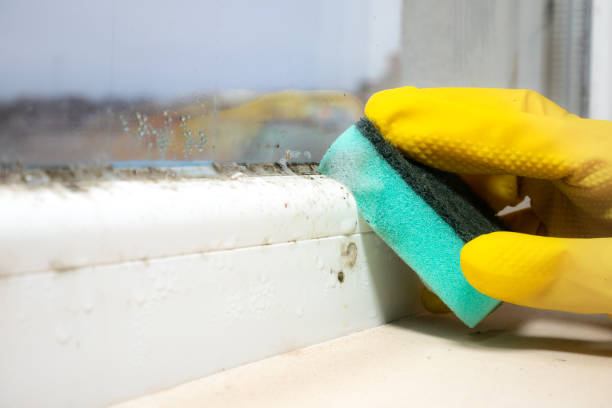 Certified Mold Removal in Otsego, MN