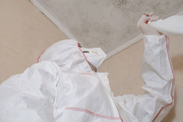 Best Attic Mold Removal  in Otsego, MN
