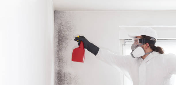Best Mold Damage Repair  in Otsego, MN